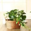 Oval 33x25cm Polyrattan Basket with Double Sided Handles French Bread Basket Naan Chapati Tokri Chocolate Gifting Basket for Organized Storage with Metal Wire - Walnut Brown Colour (Size: 33x25x12cm)(Code: 2082A) - Image 6